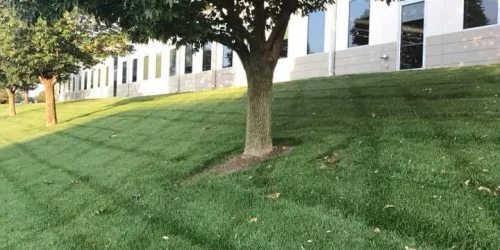 Commercial Lawn Care, Lawn Mowing, Grass Cutting, Lawn Maintenance, Lawn Care Business